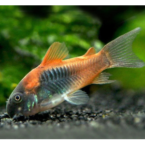 Corydoras venezuelanus — название аквариумной рыбки из семейства панцирных сомов. Существует две цветовых вариации этого вида — «оранж» и «блек»: