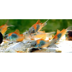 Corydoras venezuelanus — название аквариумной рыбки из семейства панцирных сомов. Существует две цветовых вариации этого вида — «оранж» и «блек»: