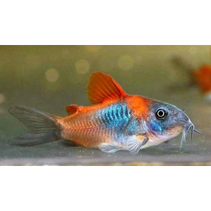 Corydoras venezuelanus — название аквариумной рыбки из семейства панцирных сомов. Существует две цветовых вариации этого вида — «оранж» и «блек»: