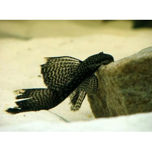 АНЦИСТРУС ВУАЛЕВЫЙ КОРИЧНЕВЫЙ - Ancistrus