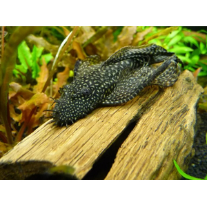 АНЦИСТРУС ВУАЛЕВЫЙ КОРИЧНЕВЫЙ - Ancistrus