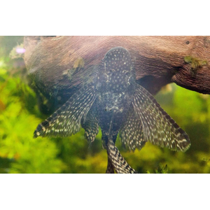 АНЦИСТРУС ВУАЛЕВЫЙ КОРИЧНЕВЫЙ - Ancistrus