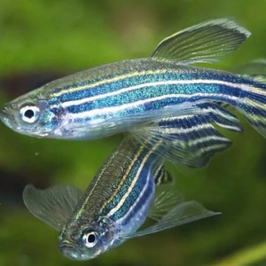 ДАНИО РЕРИО