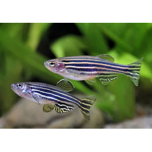 ДАНИО РЕРИО