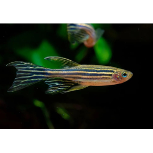 ДАНИО РЕРИО