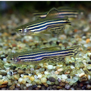 ДАНИО РЕРИО