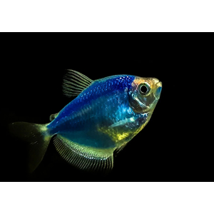 ТЕРНЕЦИЯ ГЛО ГОЛУБАЯ / СИНЯЯ