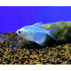 ТЕРНЕЦИЯ ГЛО ГОЛУБАЯ / СИНЯЯ