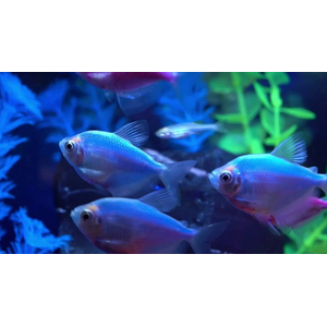 ТЕРНЕЦИЯ ГЛО ГОЛУБАЯ / СИНЯЯ