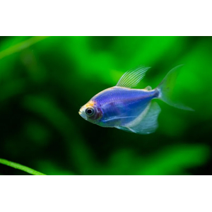 ТЕРНЕЦИЯ ГЛО ГОЛУБАЯ / СИНЯЯ