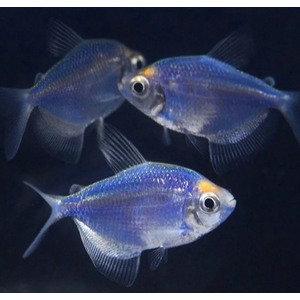 ТЕРНЕЦИЯ ГЛО ГОЛУБАЯ / СИНЯЯ