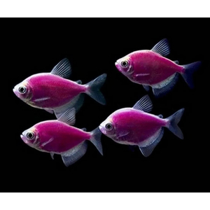 ТЕРНЕЦИЯ ГЛО ФИОЛЕТОВАЯ