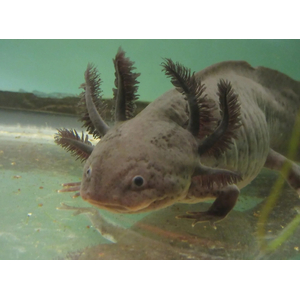 Ambystoma mexicanum — научное название аксолотля (мексиканской амбистомы) — вида хвостатых земноводных из рода амбистом семейства амбистомовых.