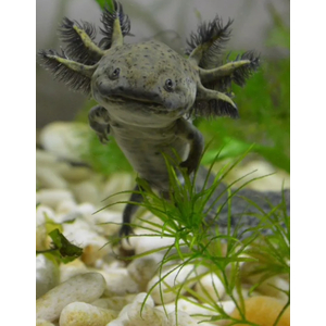 Ambystoma mexicanum — научное название аксолотля (мексиканской амбистомы) — вида хвостатых земноводных из рода амбистом семейства амбистомовых.