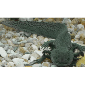 Ambystoma mexicanum — научное название аксолотля (мексиканской амбистомы) — вида хвостатых земноводных из рода амбистом семейства амбистомовых.