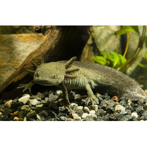 Ambystoma mexicanum — научное название аксолотля (мексиканской амбистомы) — вида хвостатых земноводных из рода амбистом семейства амбистомовых.