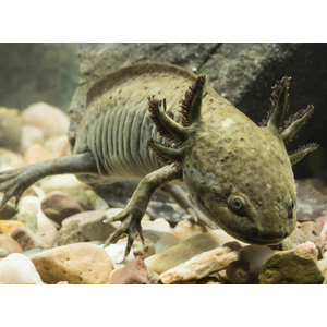 Ambystoma mexicanum — научное название аксолотля (мексиканской амбистомы) — вида хвостатых земноводных из рода амбистом семейства амбистомовых.