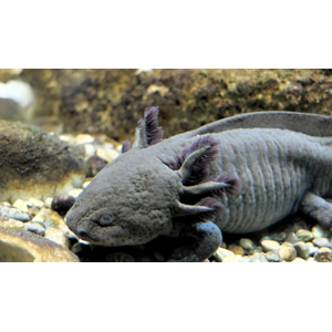 Ambystoma mexicanum — научное название аксолотля (мексиканской амбистомы) — вида хвостатых земноводных из рода амбистом семейства амбистомовых.