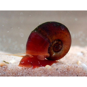 УЛИТКА КАТУШКА-КРАСНАЯ/КОРИЧНЕВАЯ