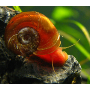 УЛИТКА КАТУШКА-КРАСНАЯ/КОРИЧНЕВАЯ