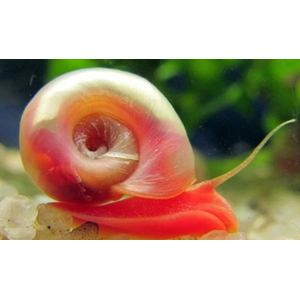 УЛИТКА КАТУШКА-КРАСНАЯ/КОРИЧНЕВАЯ