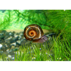 УЛИТКА КАТУШКА-КРАСНАЯ/КОРИЧНЕВАЯ