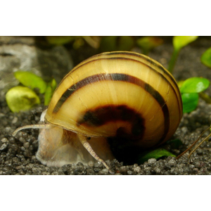 УЛИТКА СПИКСИ ЭЛЬФ