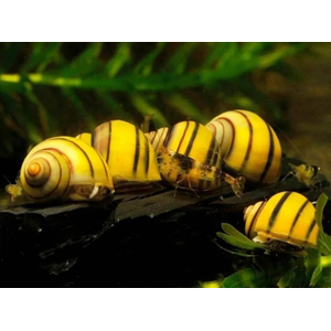 УЛИТКА СПИКСИ ЭЛЬФ