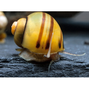 УЛИТКА СПИКСИ ЭЛЬФ