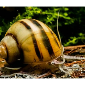 УЛИТКА СПИКСИ ЭЛЬФ