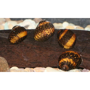 УЛИТКА БАТИК НЕРЕТИНА