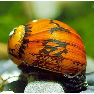 УЛИТКА БАТИК НЕРЕТИНА