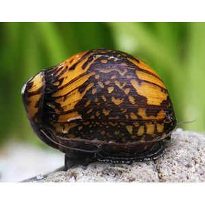 УЛИТКА БАТИК НЕРЕТИНА