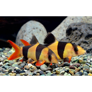 БОЦИЯ КЛОУН 10-12см / Chromobotia Macracanthus