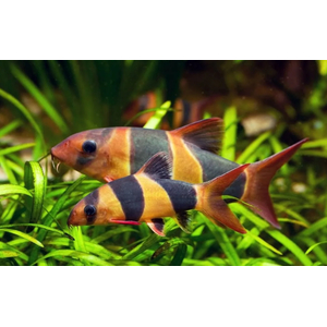 БОЦИЯ КЛОУН 10-12см / Chromobotia MacracanthusБОЦИЯ КЛОУН 10-12см / Chromobotia Macracanthus