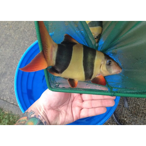 БОЦИЯ КЛОУН 10-12см / Chromobotia Macracanthus