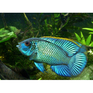 НАННАКАРА НЕОНОВАЯ ГОЛУБАЯ - Nannacara neon blue