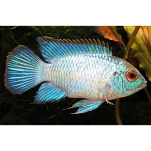 НАННАКАРА НЕОНОВАЯ ГОЛУБАЯ - Nannacara neon blue