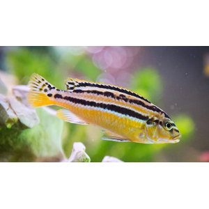 Меланохромис ауратус (золотой попугай) — пресноводная рыба семейства цихлид, относится к группе цихлид Мбуна.