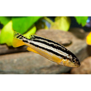 Меланохромис ауратус (золотой попугай) — пресноводная рыба семейства цихлид, относится к группе цихлид Мбуна.