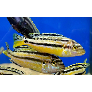 Меланохромис ауратус (золотой попугай) — пресноводная рыба семейства цихлид, относится к группе цихлид Мбуна.