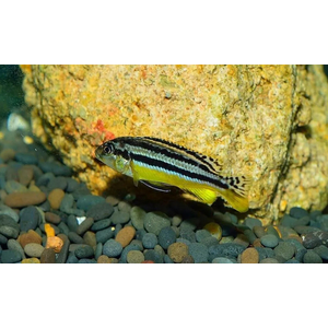 Меланохромис ауратус (золотой попугай) — пресноводная рыба семейства цихлид, относится к группе цихлид Мбуна.