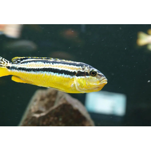 Меланохромис ауратус (золотой попугай) — пресноводная рыба семейства цихлид, относится к группе цихлид Мбуна.