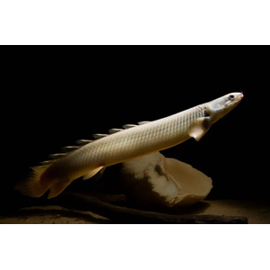 Полиптерус сенегальский (Polypterus senegalus) — вид пресноводных лучепёрых рыб из семейства многопёровых. Относится к двоякодышащим рыбам: плавательный пузырь разделён на две части, одна из которых выполняет функцию лёгкого, позволяя использовать для дыхания атмосферный кислород.