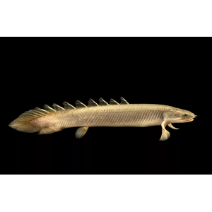 Полиптерус сенегальский (Polypterus senegalus) — вид пресноводных лучепёрых рыб из семейства многопёровых. Относится к двоякодышащим рыбам: плавательный пузырь разделён на две части, одна из которых выполняет функцию лёгкого, позволяя использовать для дыхания атмосферный кислород.