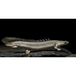 Полиптерус сенегальский (Polypterus senegalus) — вид пресноводных лучепёрых рыб из семейства многопёровых. Относится к двоякодышащим рыбам: плавательный пузырь разделён на две части, одна из которых выполняет функцию лёгкого, позволяя использовать для дыхания атмосферный кислород.
