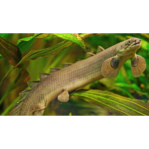 Полиптерус сенегальский (Polypterus senegalus) — вид пресноводных лучепёрых рыб из семейства многопёровых. Относится к двоякодышащим рыбам: плавательный пузырь разделён на две части, одна из которых выполняет функцию лёгкого, позволяя использовать для дыхания атмосферный кислород.