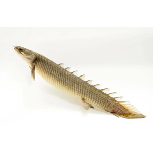 Полиптерус сенегальский (Polypterus senegalus) — вид пресноводных лучепёрых рыб из семейства многопёровых. Относится к двоякодышащим рыбам: плавательный пузырь разделён на две части, одна из которых выполняет функцию лёгкого, позволяя использовать для дыхания атмосферный кислород.