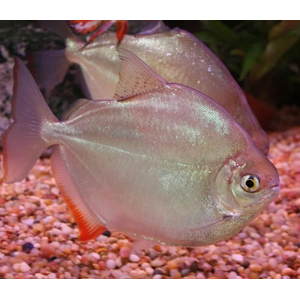 Metynnis argenteus — пресноводная лучеперая рыба из семейства Харациновые. Нередко называется «серебряным долларом» или «рыбкой долларом».