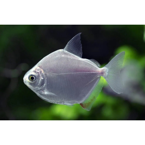 Metynnis argenteus — пресноводная лучеперая рыба из семейства Харациновые. Нередко называется «серебряным долларом» или «рыбкой долларом».